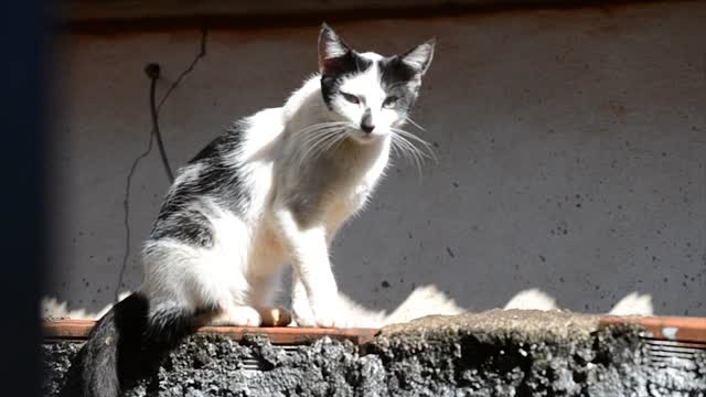 Gata cat animal