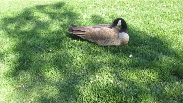 Goose green bird