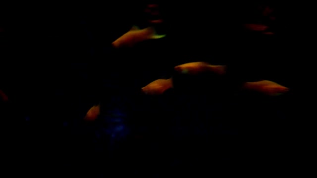 Aquarium fish fresh water