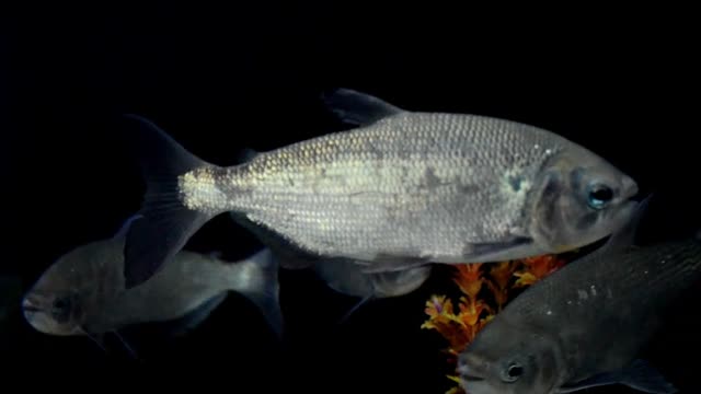 Fish fresh water water