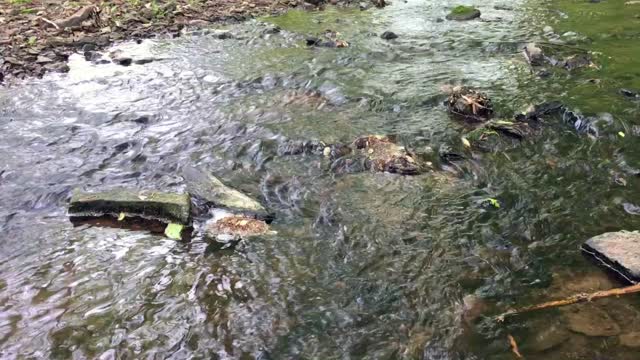 Creek stream water