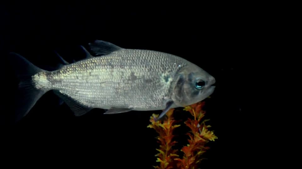 Fish fresh water water
