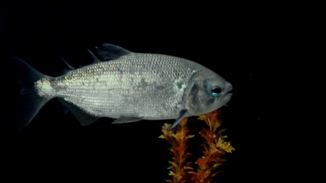 Fish fresh water water