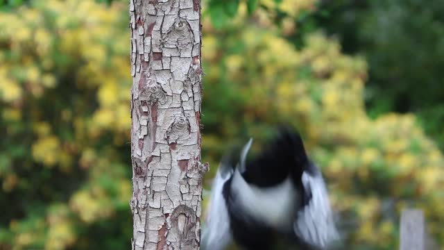 Magpie bird black and white