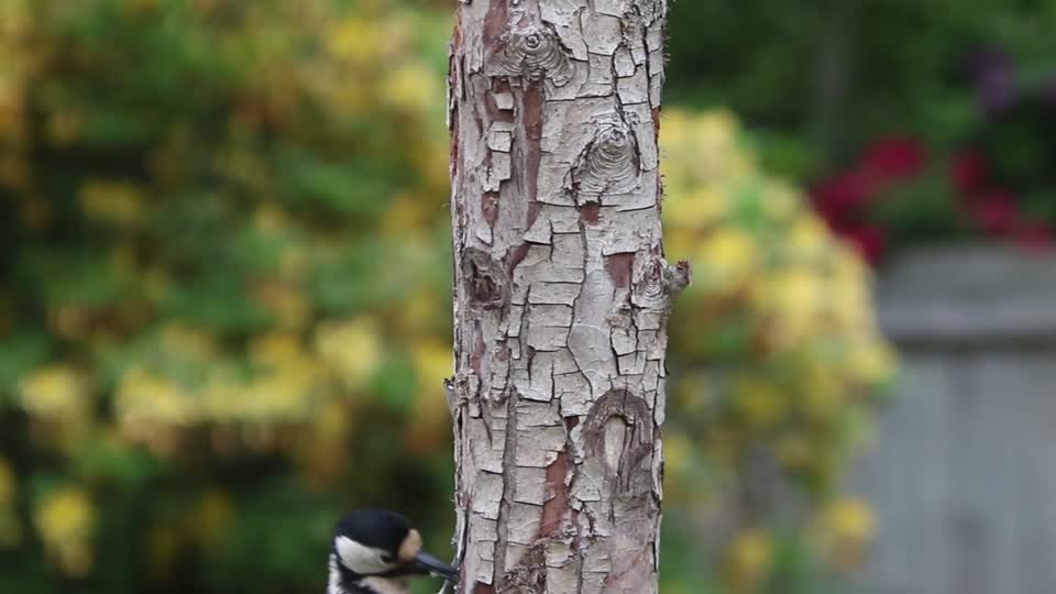 Woodpecker great spotted woodpecker great spotted