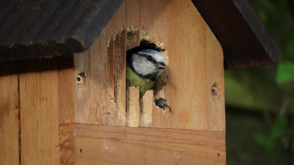 Blue tit nesting nest box