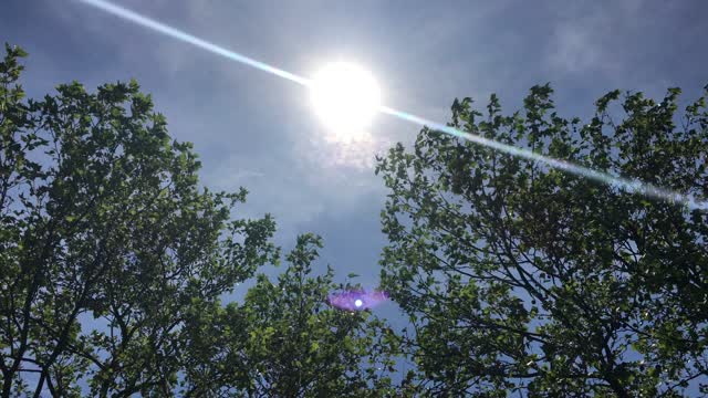 Tree sun heaven