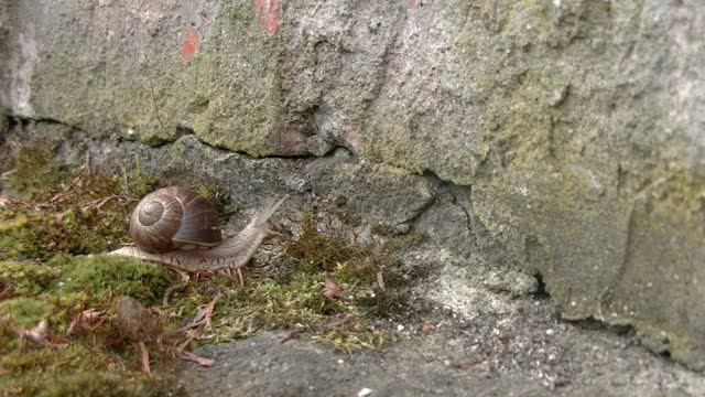 Snail nature garden