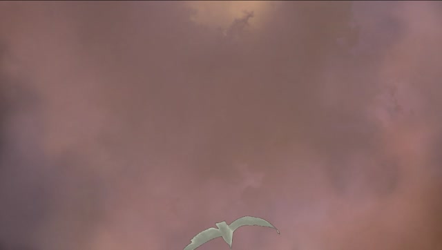 Bird flying gull