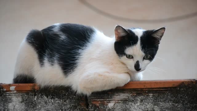Cat gata feline