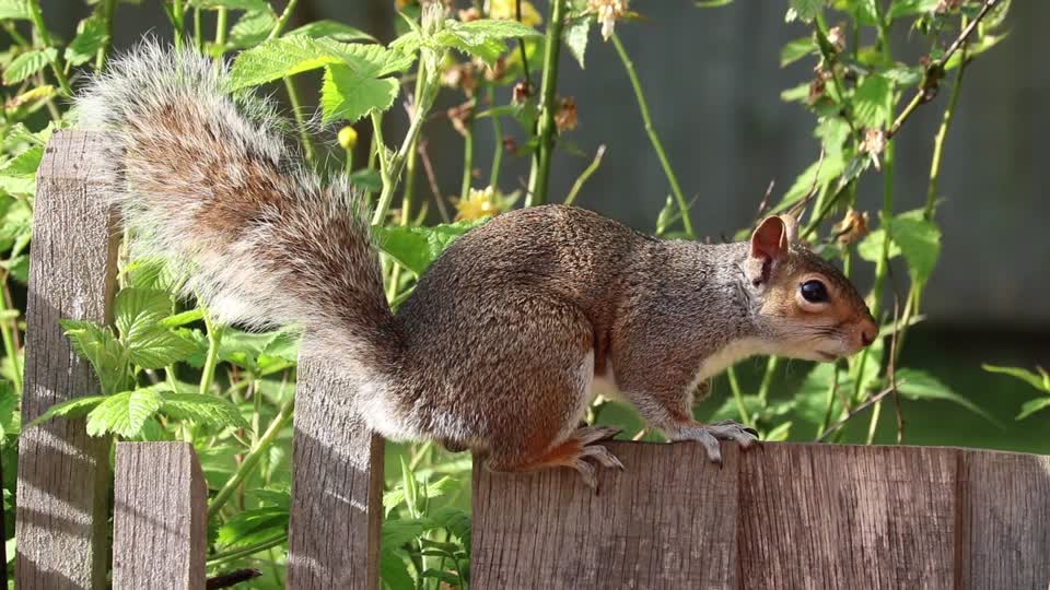 Squirrel grey brown