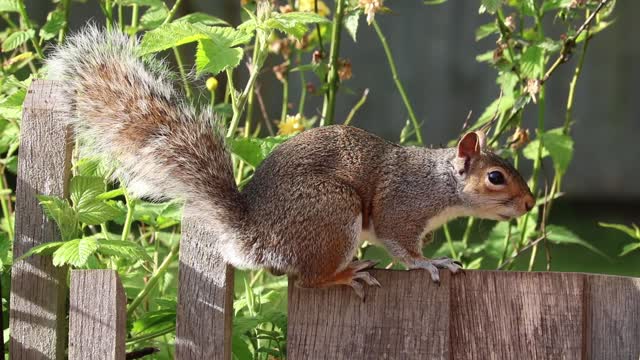 Squirrel grey brown