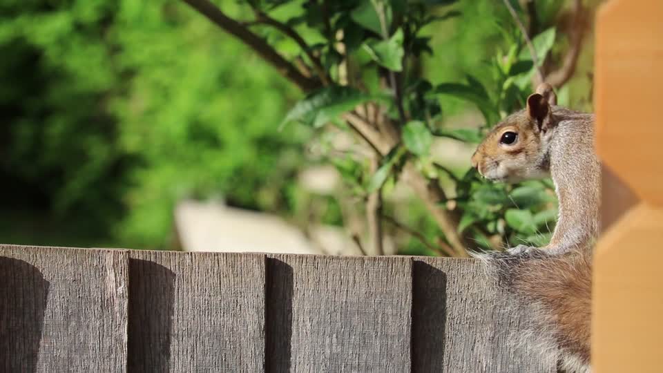 Squirrel grey brown