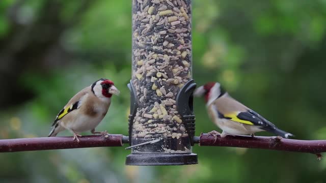 Goldfinches song birds birds