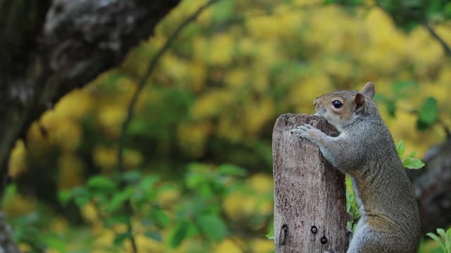 Squirrel grey brown