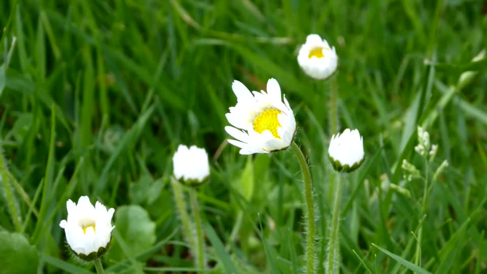 Time laps daisy flower