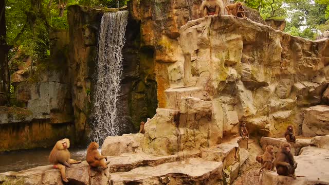 Zoo monkey waterfall