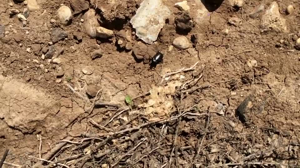Bug insect crawling