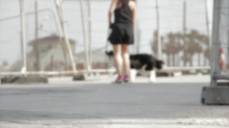 Walking the dog border-collie dog