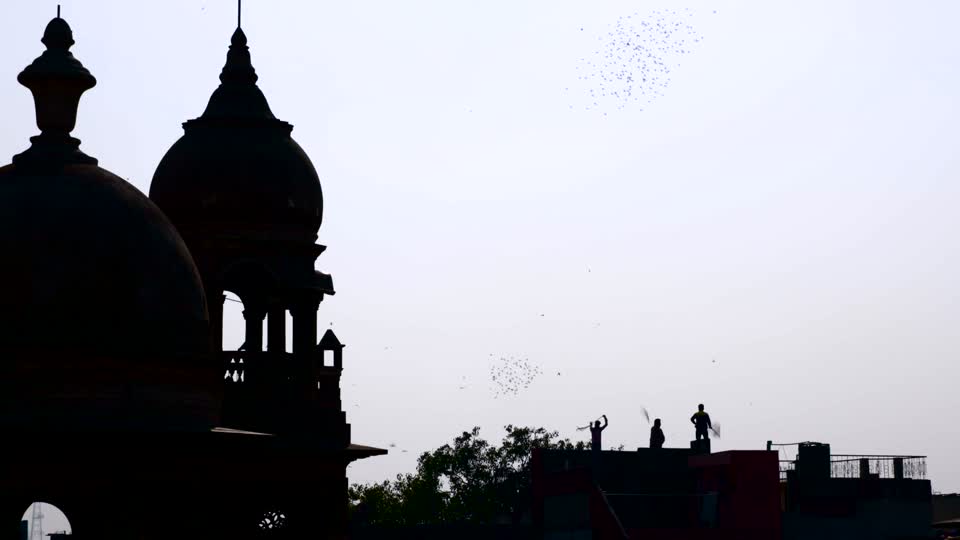 Shiva birds hunting