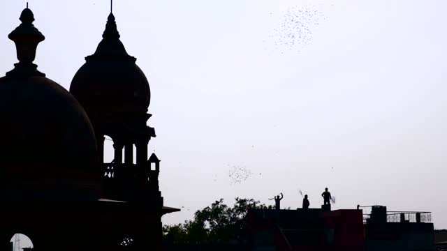 Shiva birds hunting