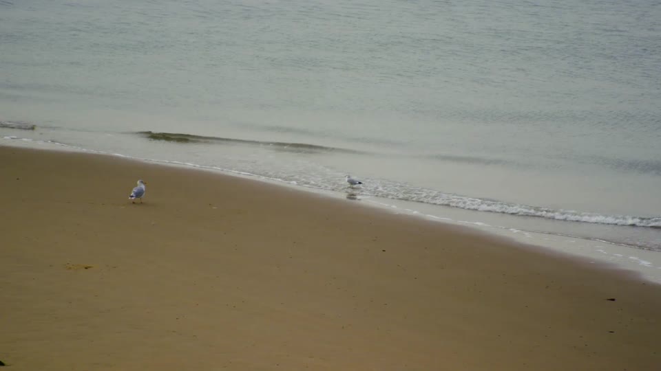 Beach seagulls waddling