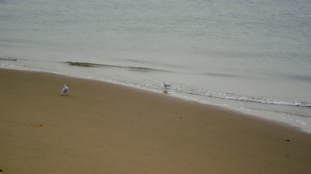 Beach seagulls waddling