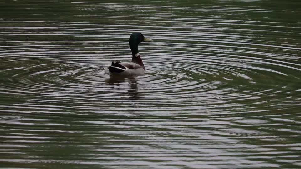 Ducks mallards bobbing