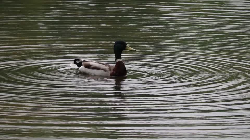Duck mallard bobbing