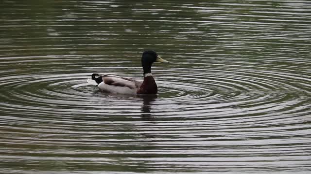 Duck mallard bobbing