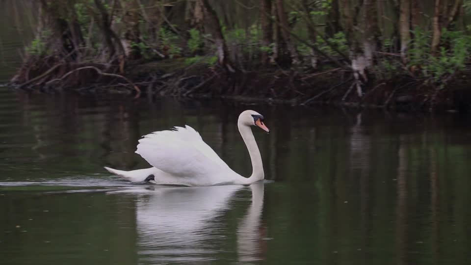 Swans swimming water