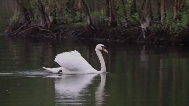 Swans swimming water