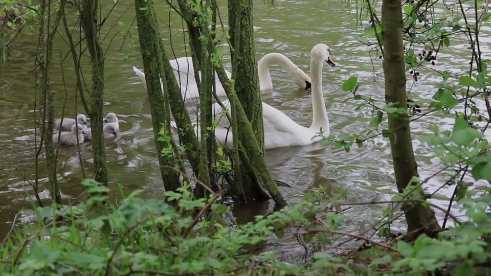 Swans signets baby swans