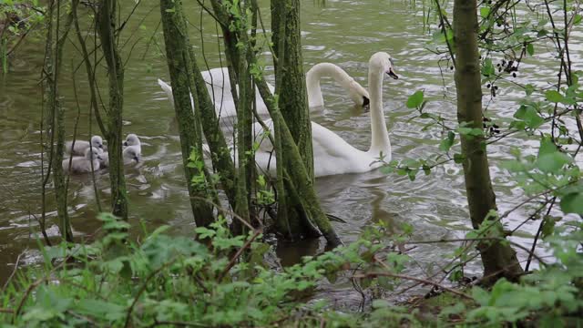 Swans signets baby swans