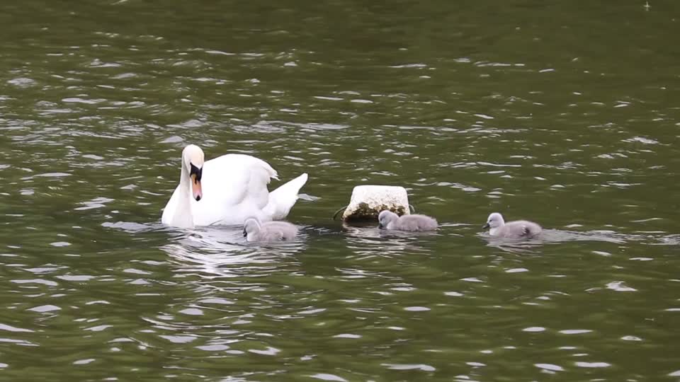Swans signets baby swans