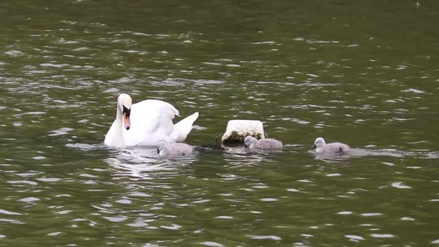Swans signets baby swans
