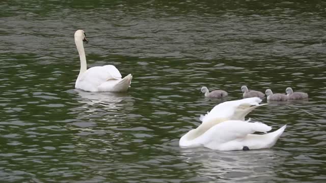 Swans signets baby swans