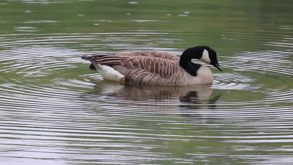 Goose canada goose waterfowl