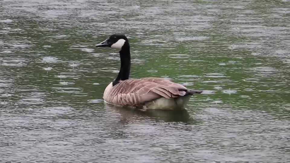 Goose canada goose waterfowl