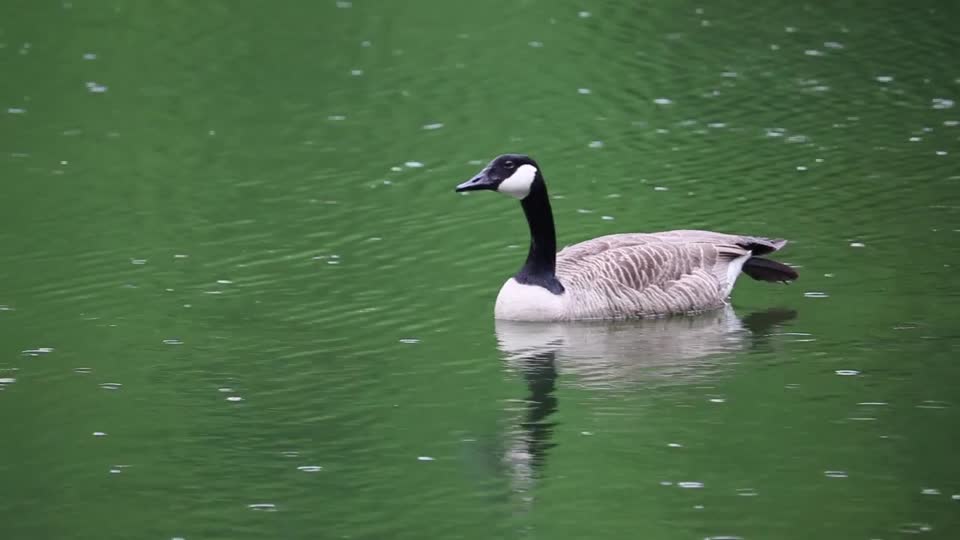 Goose canada goose waterfowl
