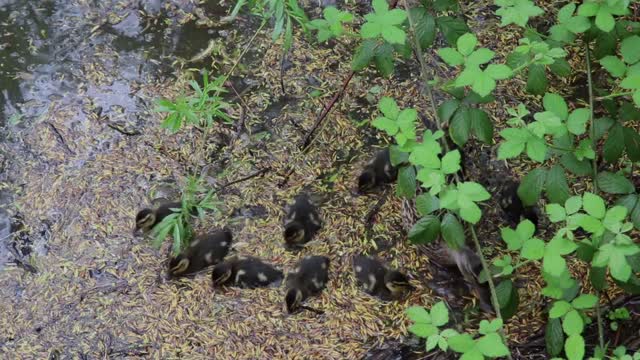 Ducklings ducks babies