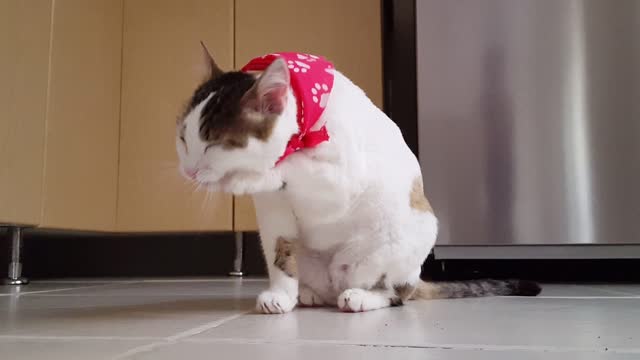 Cute cat funny cat kitten