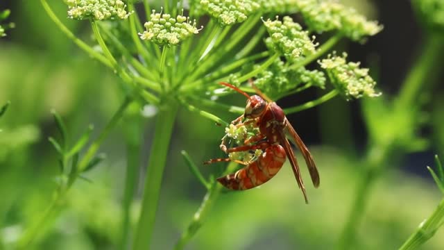 Hornet insect dill