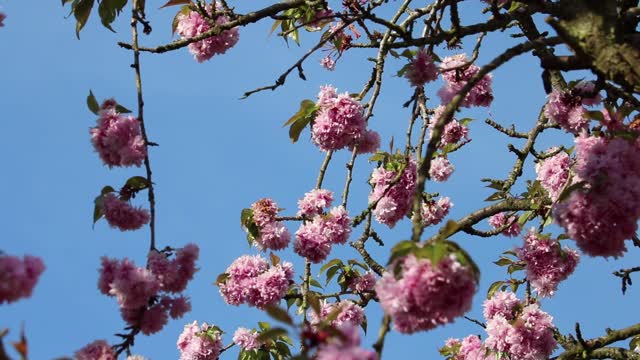 Blossom cherry blossom pink