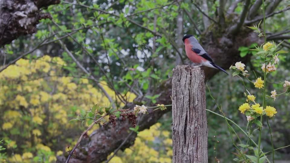 Bullfinch finch bird