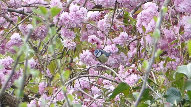 Blue tit blossom tree