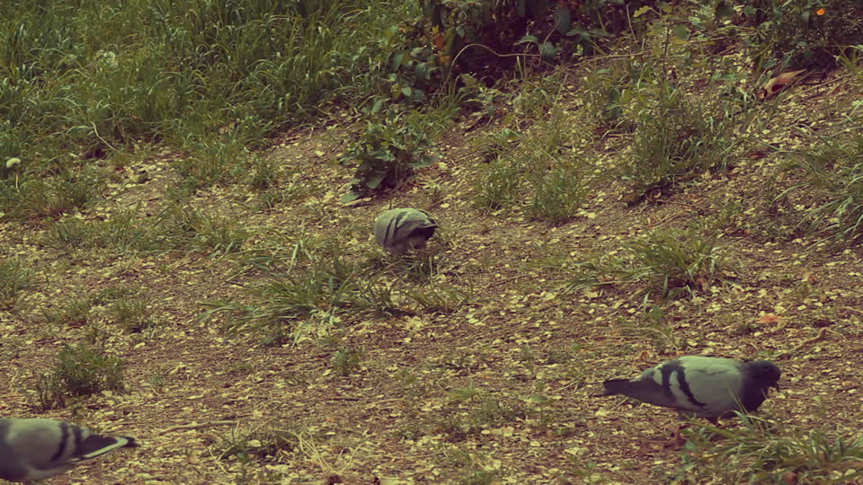 Pigeons field park