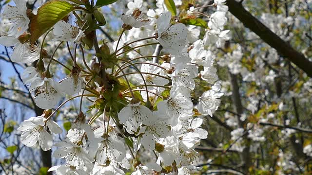 Flowers blossom spring
