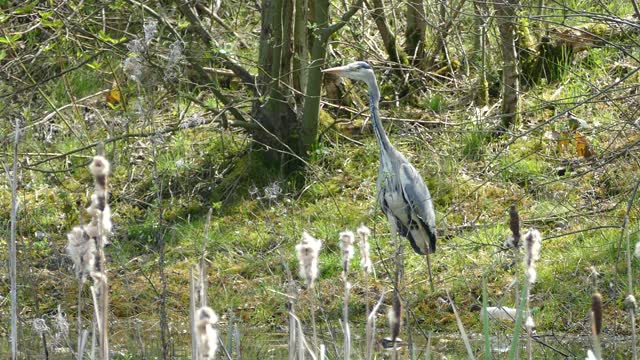 Birds heron water