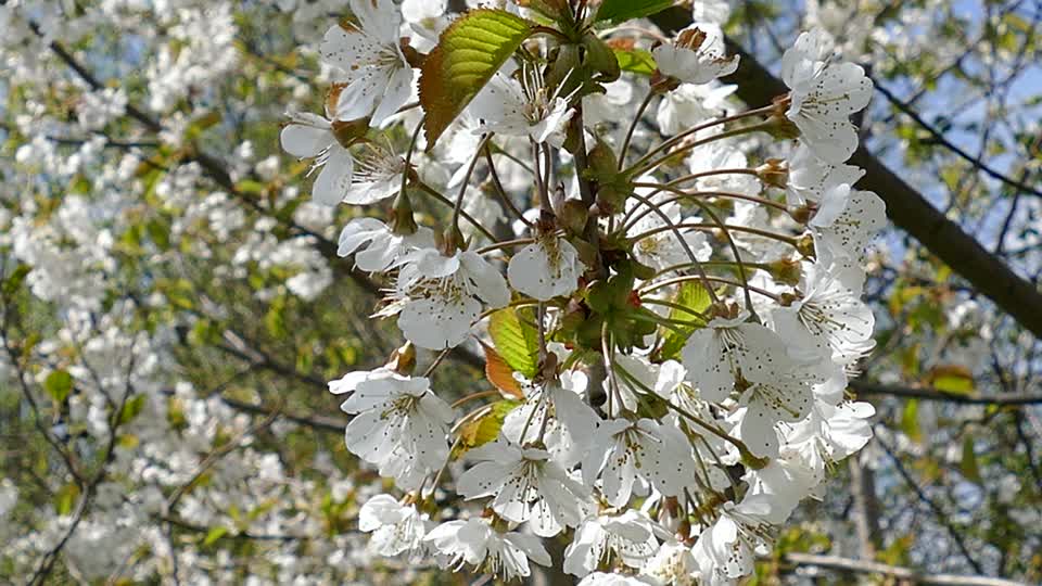 Flowers blossom spring